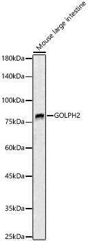 GOLPH2 Rabbit pAb