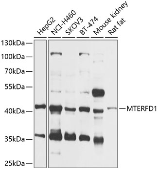 MTERFD1 Rabbit pAb