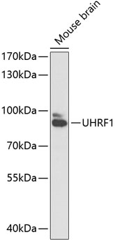 UHRF1 Rabbit pAb