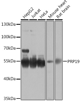 PRP19 Rabbit pAb
