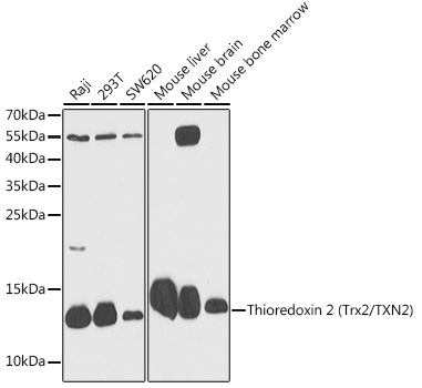 Thioredoxin 2 (Trx2/TXN2) Rabbit pAb