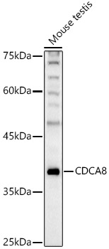 CDCA8 Rabbit pAb
