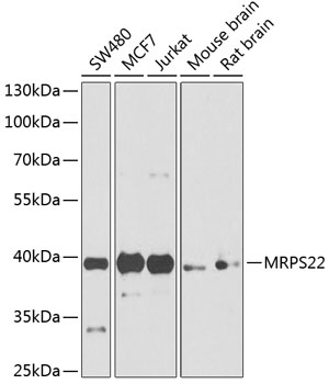 MRPS22 Rabbit pAb