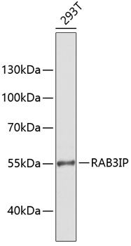 RAB3IP Rabbit pAb