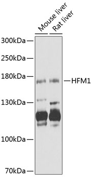 HFM1 Rabbit pAb