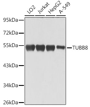 TUBB8 Rabbit pAb