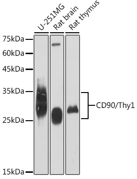 CD90/Thy1 Rabbit mAb