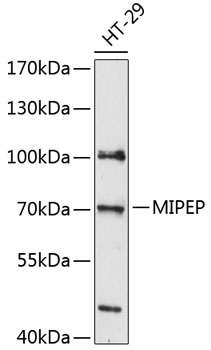MIPEP Rabbit pAb