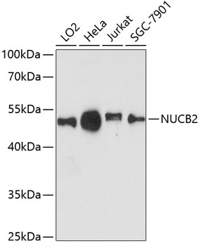 NUCB2 Rabbit pAb