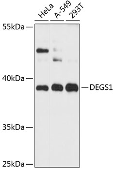 DEGS1 Rabbit pAb