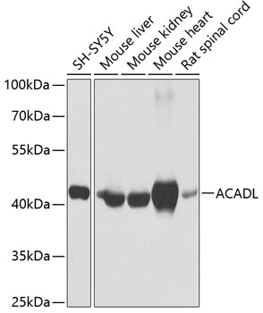 ACADL Rabbit pAb