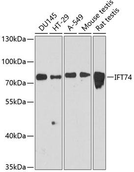 IFT74 Rabbit pAb