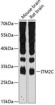 ITM2C Rabbit pAb