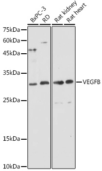 VEGFB Rabbit pAb