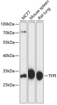 TFPI Rabbit pAb