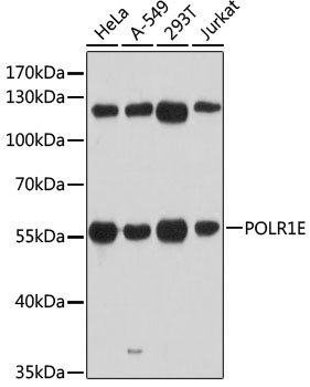 POLR1E Rabbit pAb