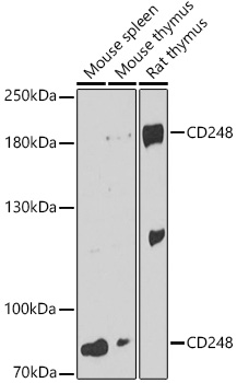 CD248 Rabbit pAb