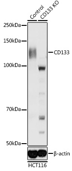 [KO Validated] CD133 Rabbit pAb
