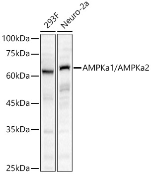 AMPKa1/AMPKa2 Rabbit pAb