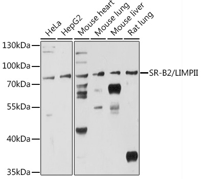 SR-B2/LIMPII Rabbit pAb