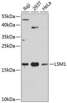 LSM1 Rabbit pAb