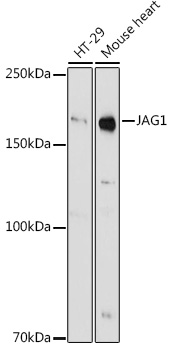 JAG1 Rabbit pAb
