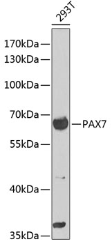 PAX7 Rabbit pAb