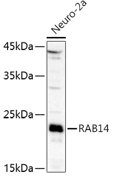 RAB14 Rabbit pAb