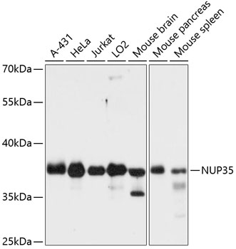 NUP35 Rabbit pAb