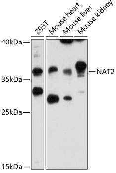 NAT2 Rabbit pAb