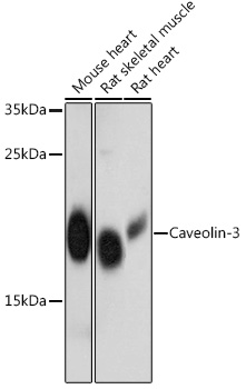 Caveolin-3  Rabbit pAb