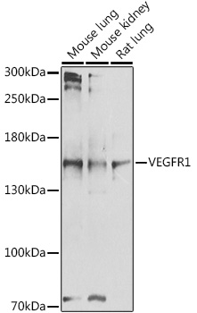 VEGFR1 Rabbit pAb