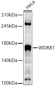WDR81 Rabbit pAb