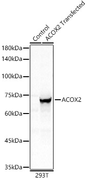 ACOX2 Rabbit pAb