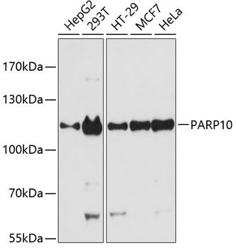 PARP10 Rabbit pAb