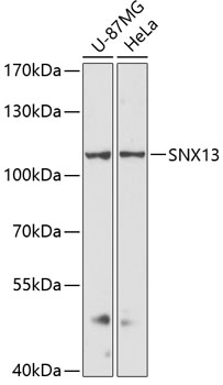 SNX13 Rabbit pAb