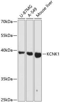 KCNK1 Rabbit pAb