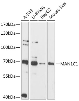 MAN1C1 Rabbit pAb