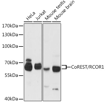 CoREST/RCOR1 Rabbit pAb