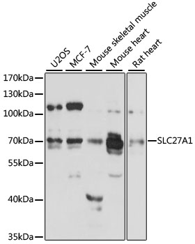 SLC27A1 Rabbit pAb