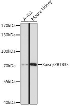 Kaiso/ZBTB33 Rabbit pAb