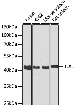 TLX1 Rabbit pAb