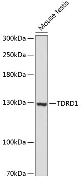 TDRD1 Rabbit pAb