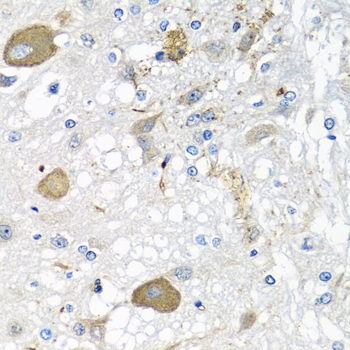 IFNL3 Rabbit pAb