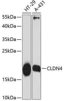 CLDN4 Rabbit pAb