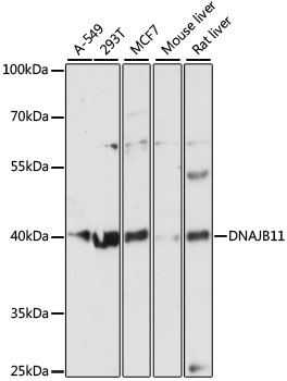 DNAJB11 Rabbit pAb