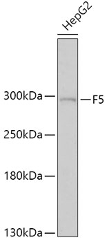 F5 Rabbit pAb