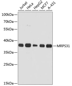 MRPS31 Rabbit pAb