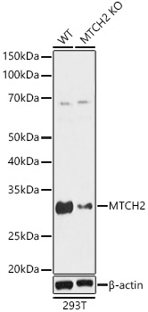 [KO Validated] MTCH2 Rabbit pAb