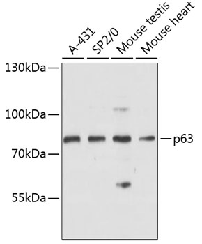 p63 Rabbit pAb